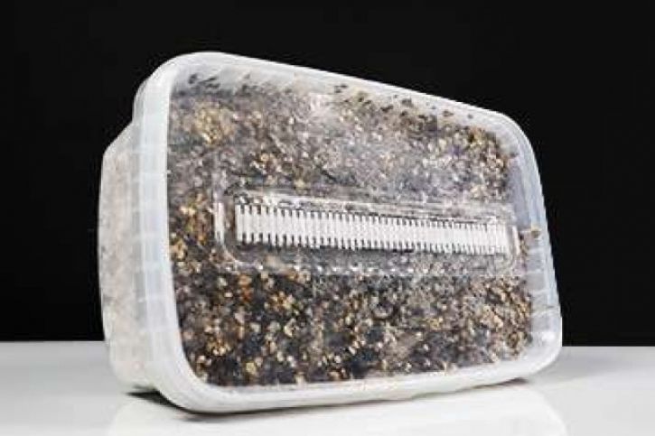 Od growkitu do pozytywnych zmian osobowości – jak grzyby typu Psilocybe cubensis pomogły znanym osobom na całym świecie